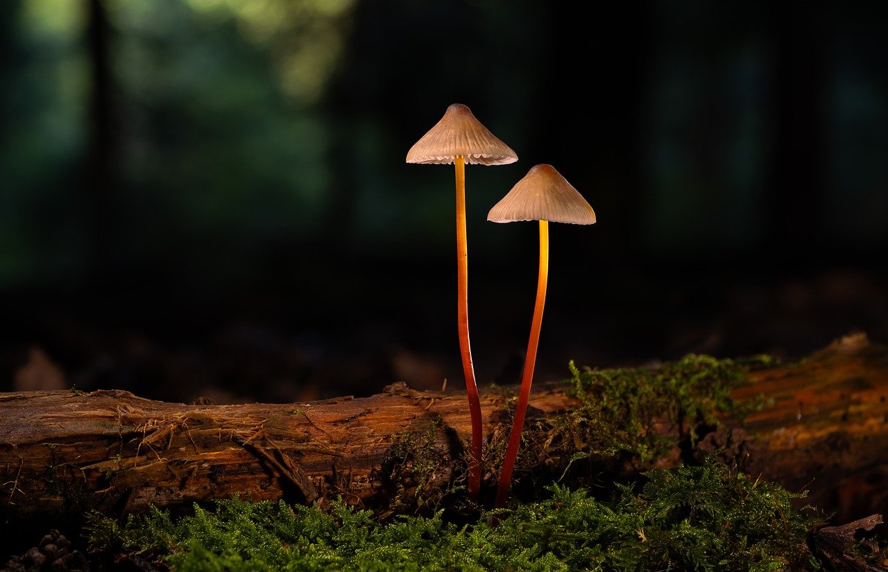 天火2娱乐，注册|如何建立页面优化的企业营销模型