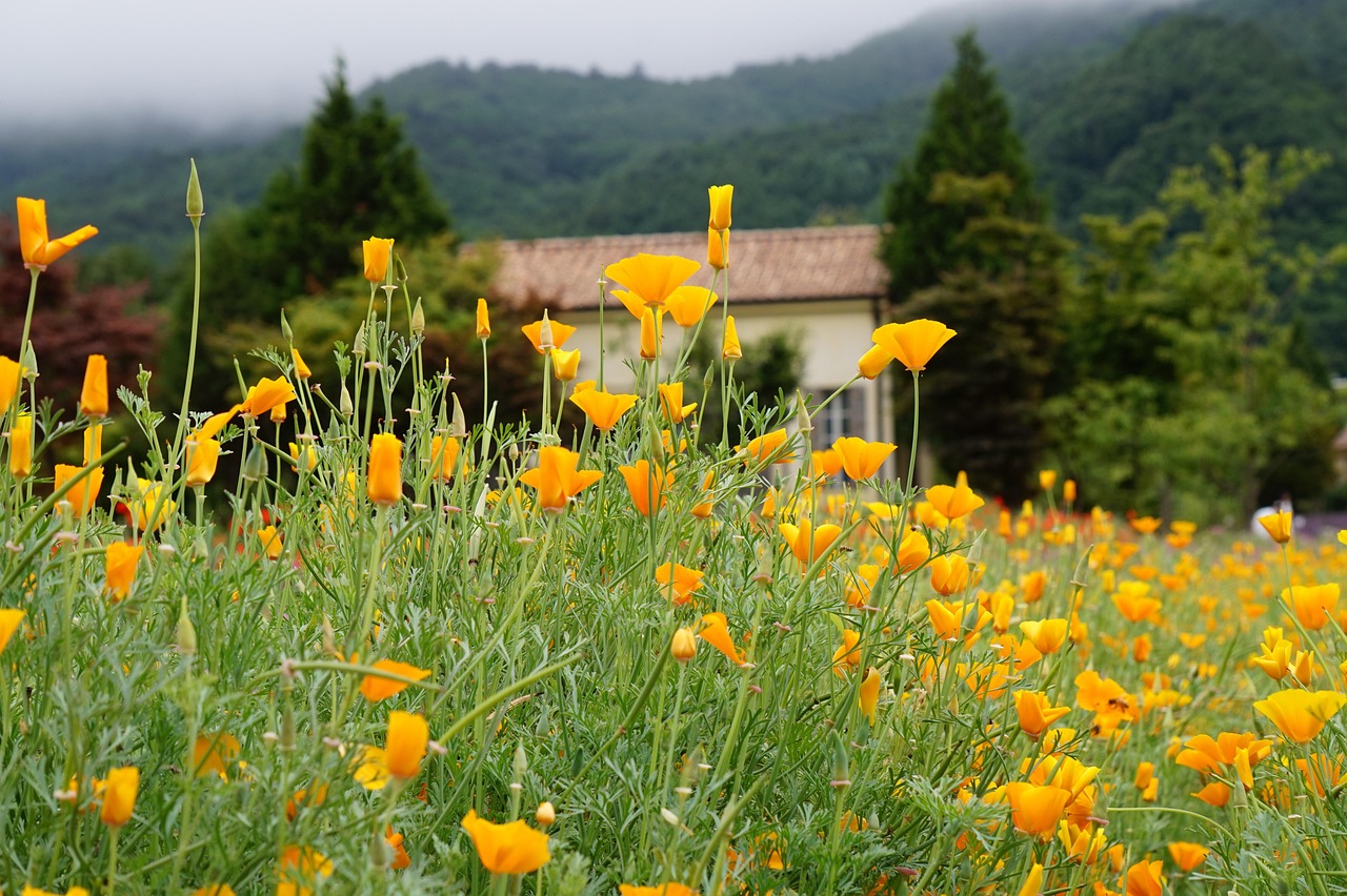 蛮荒志异：起源：阿根廷账号购买游戏网站